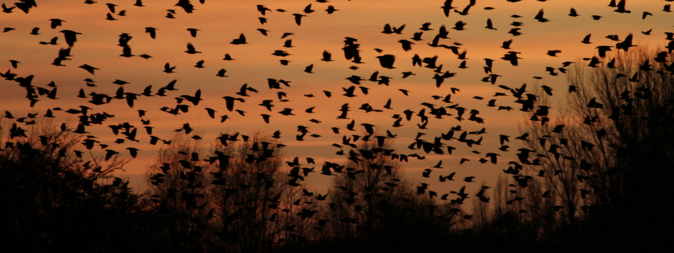 Vogels in avondschemer