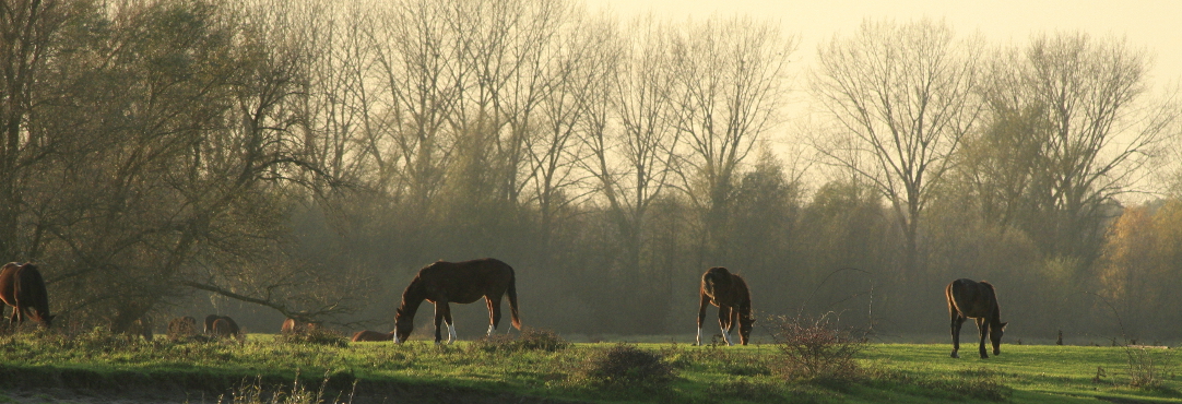 Paarden aan grazen