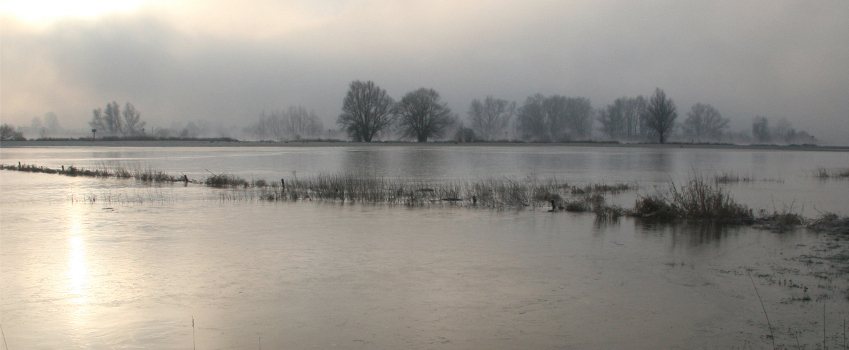 Vogels bij avondschemering